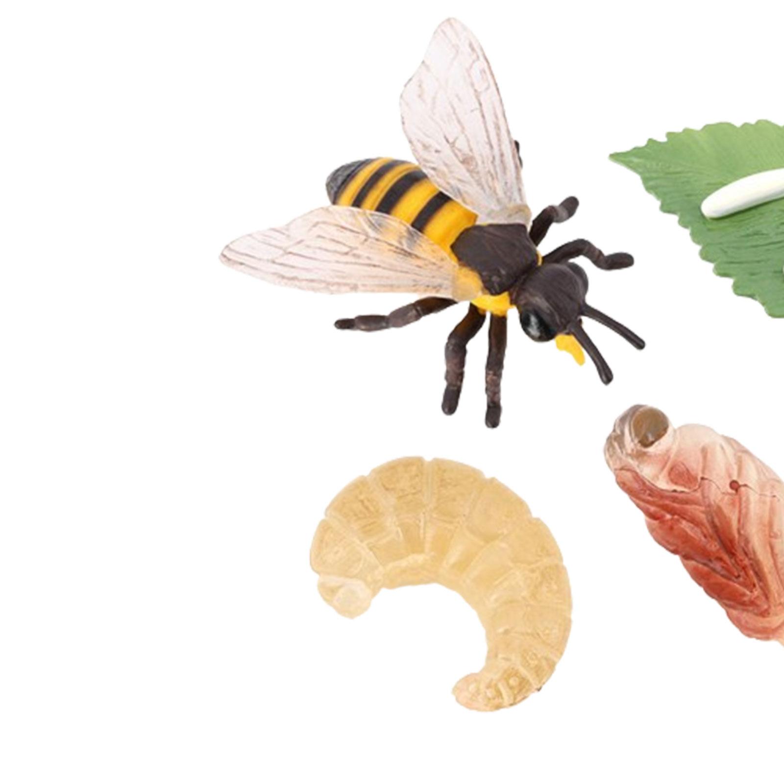 Animal Life Cycle Bee Model Ed - Kids Education Presentation 评论和价格