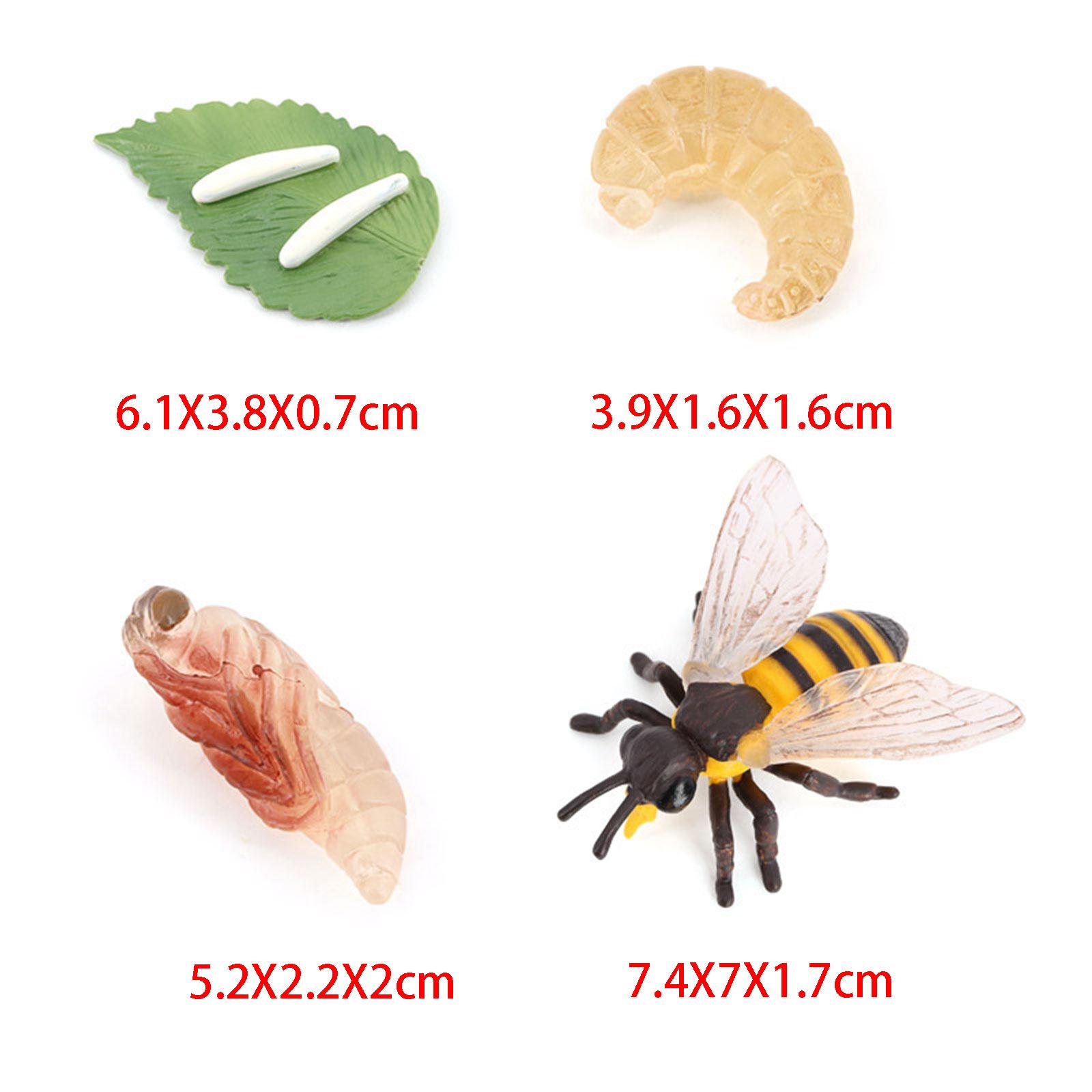 Animal Life Cycle Bee Model Ed - Kids Education Presentation 评论和价格